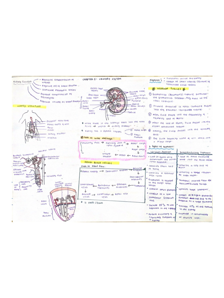 Urinary System | PDF