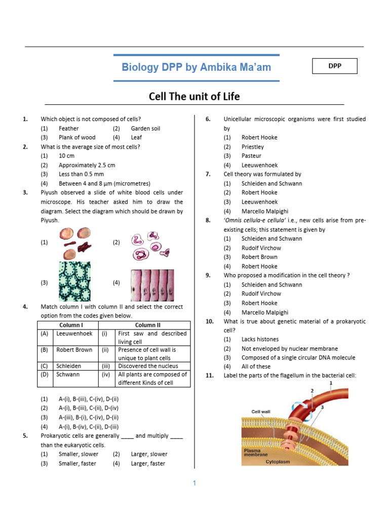 Cell Structure and Function Overview | PDF | Cytoskeleton | Cell (Biology)
