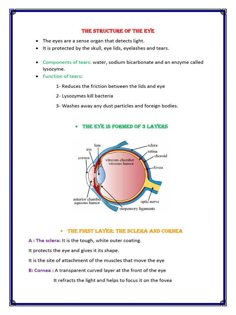 Anatomy and Function of the Eye | PDF | Eye | Human Eye