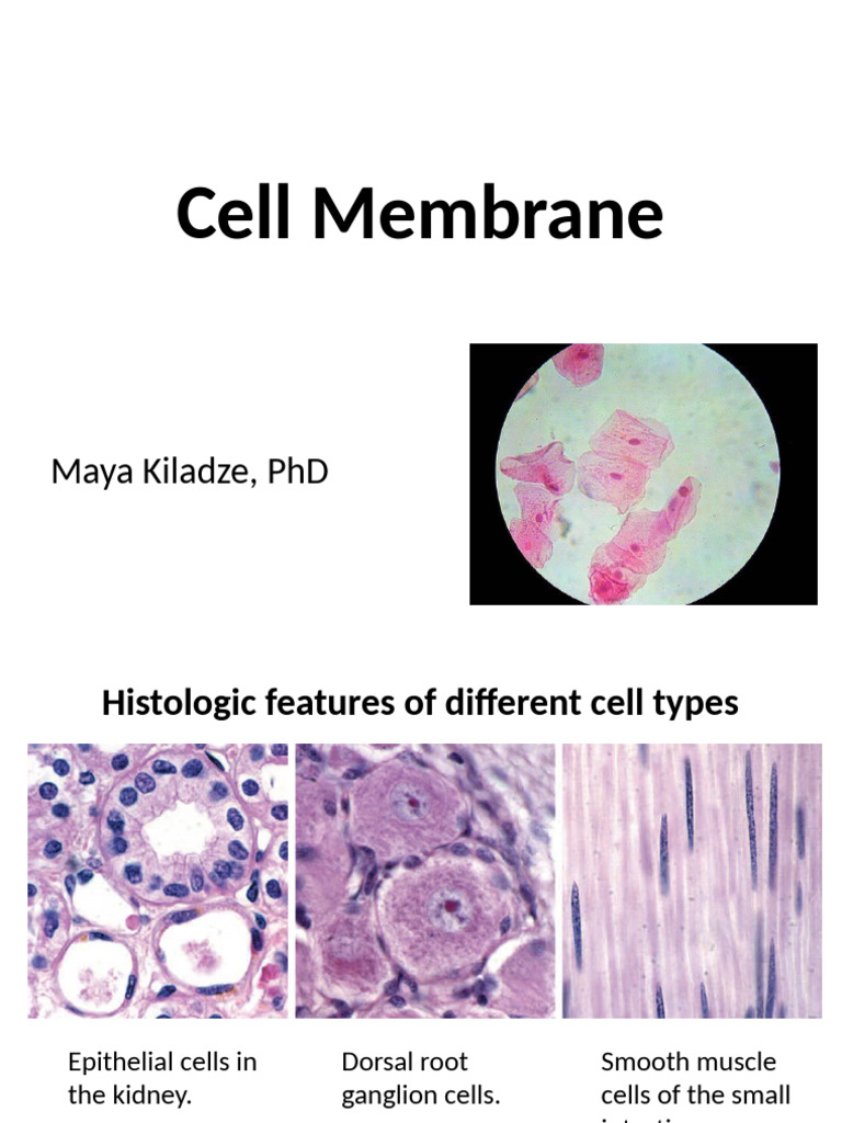 Cell Membrane and Cytoskeleton Overview | PDF | Cell Membrane | Microtubule