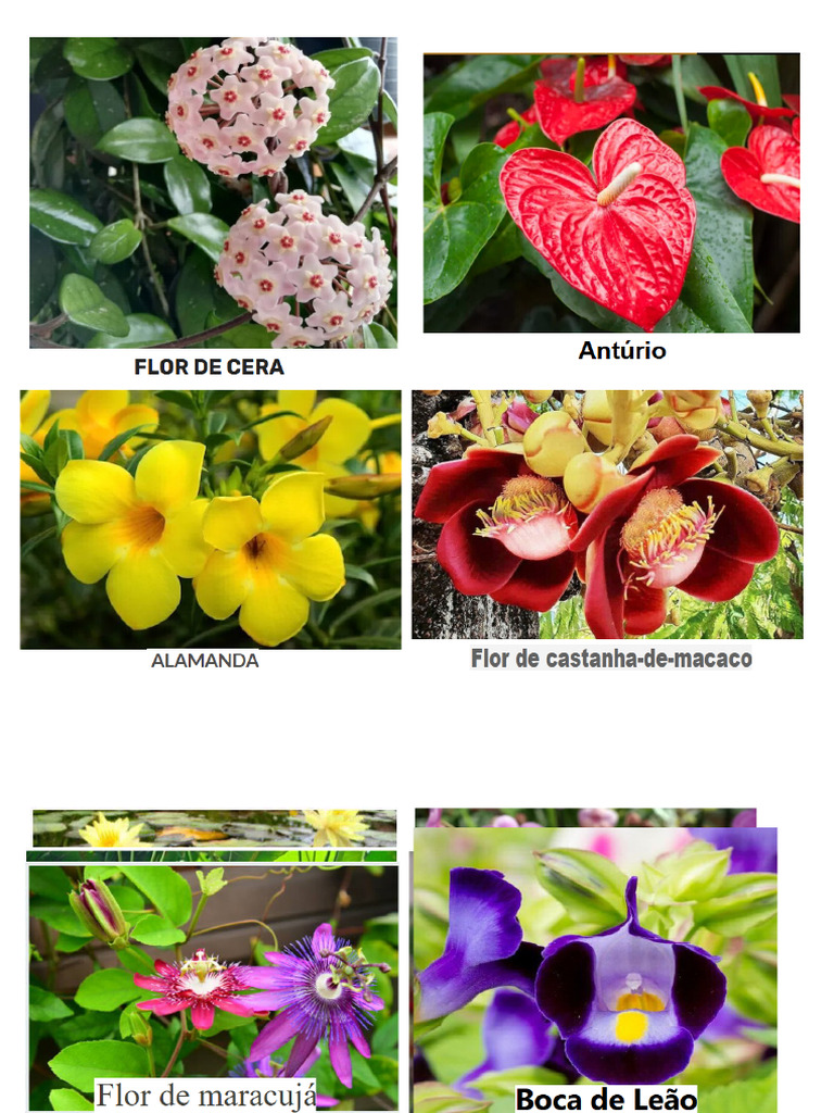 Flores Silvestres Da Região | PDF