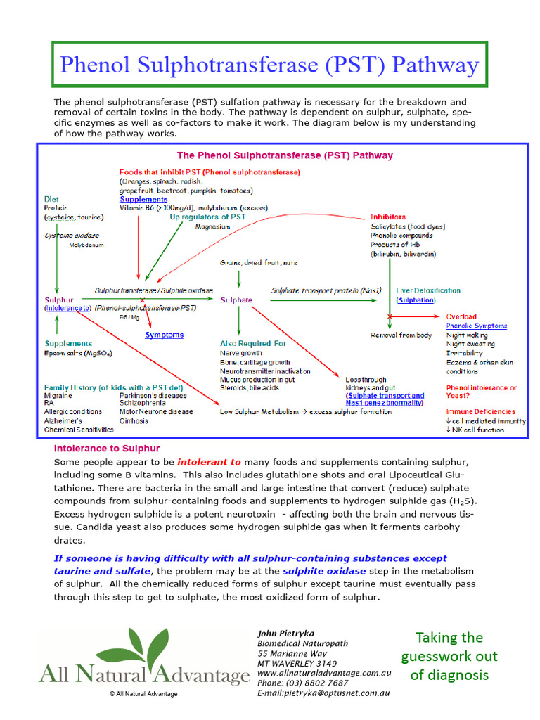 Understanding the PST Enzyme Pathway | PDF | Pancreas | Sulfur