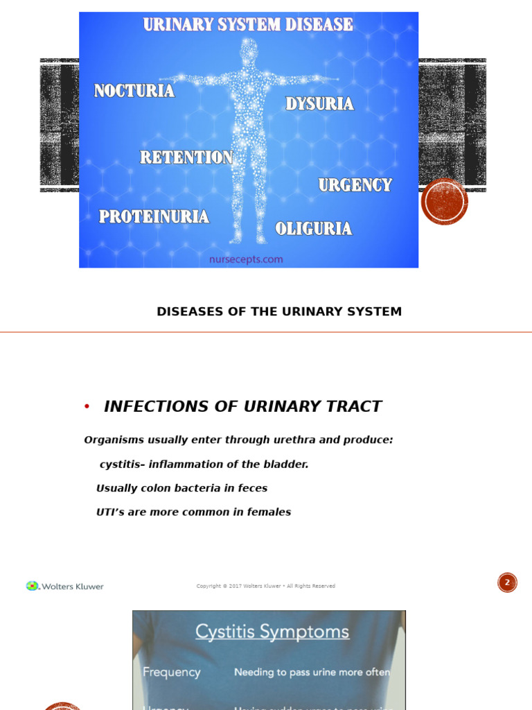 Lesson 6 Urinary System Disorders | PDF | Kidney | Urinary System