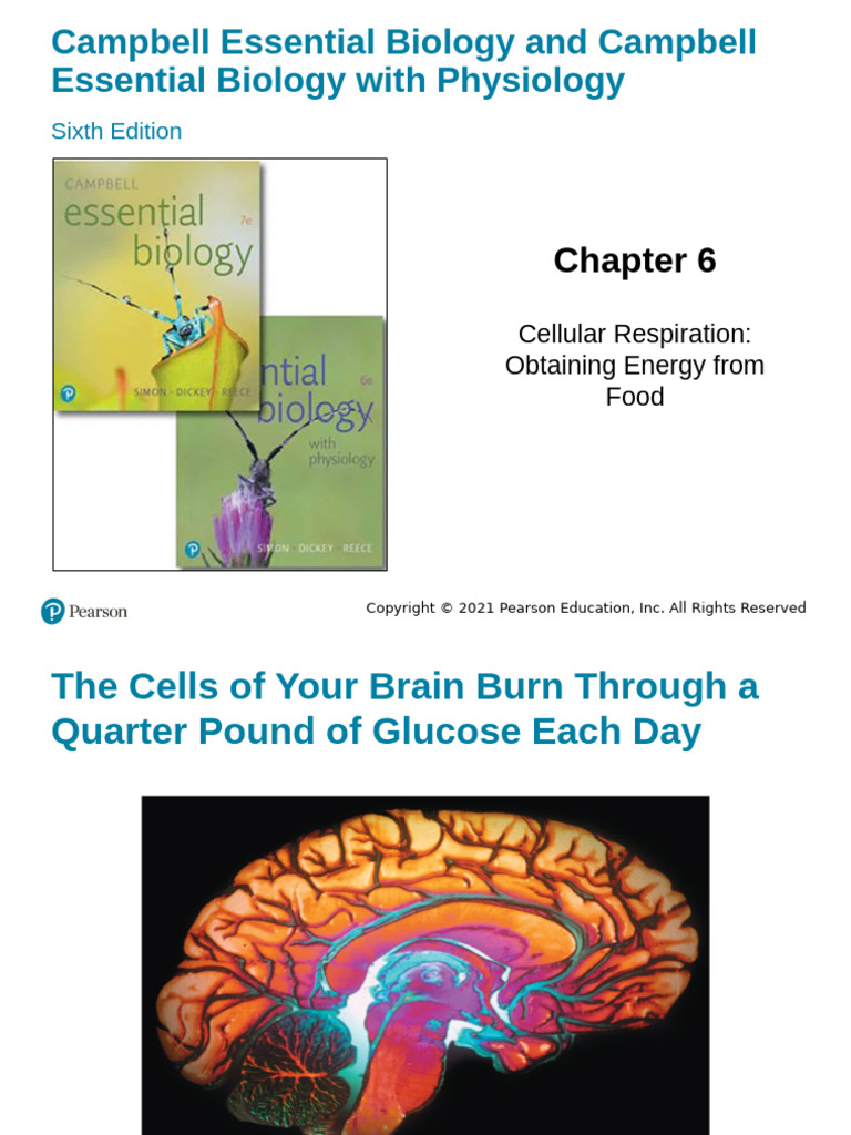 Lecture Presentation 06 | PDF | Cellular Respiration | Diet & Nutrition