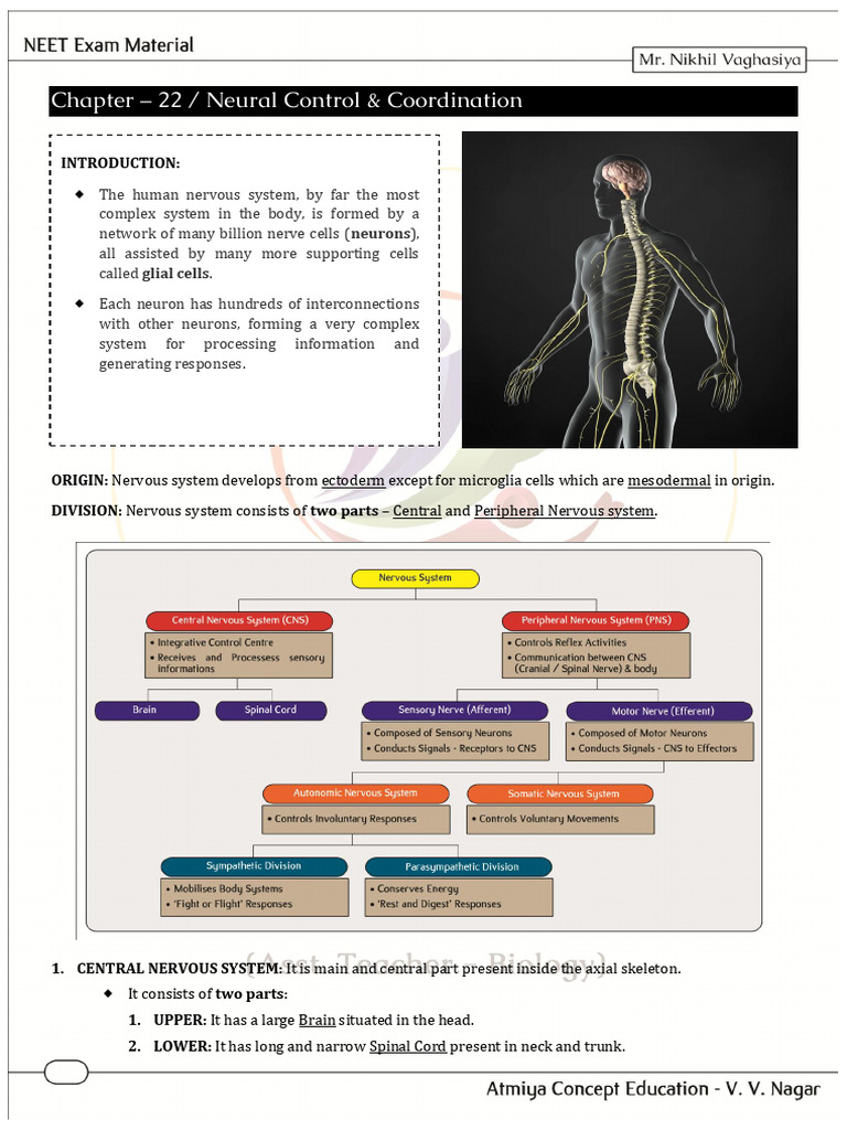 Overview of Human Nervous System | PDF | Chemical Synapse | Synapse