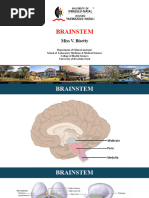 Anatomy and Function of the Pons | PDF | Brainstem | Human Anatomy