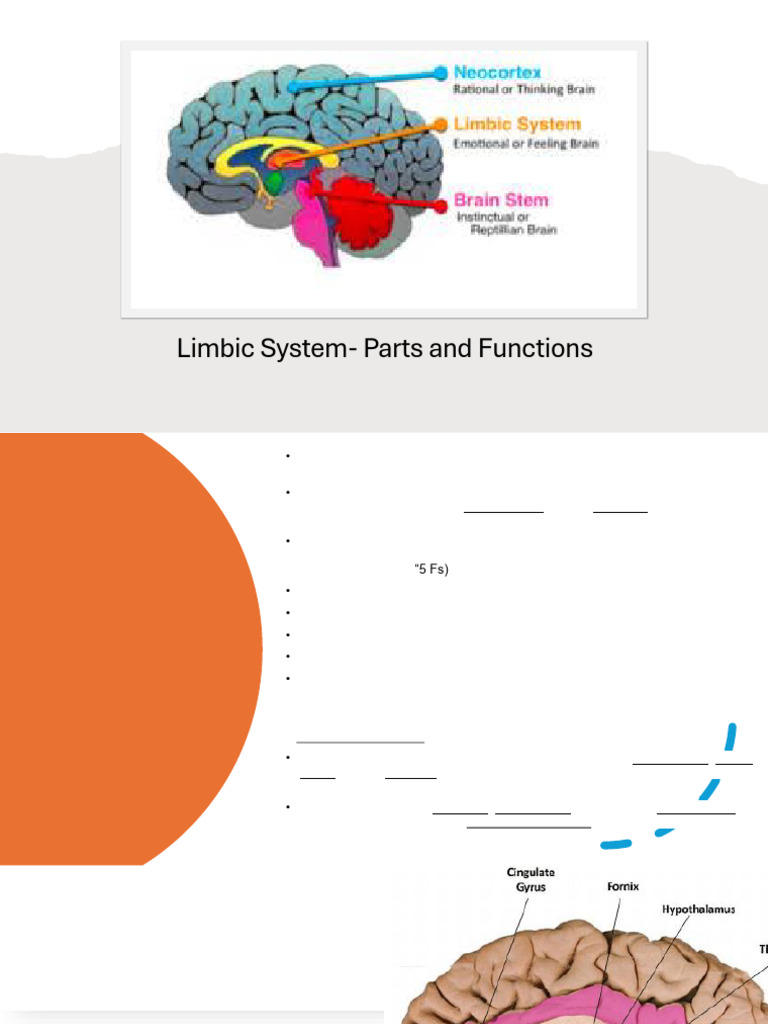 Limbic System: Components & Functions | PDF | Limbic System | Cerebral ...