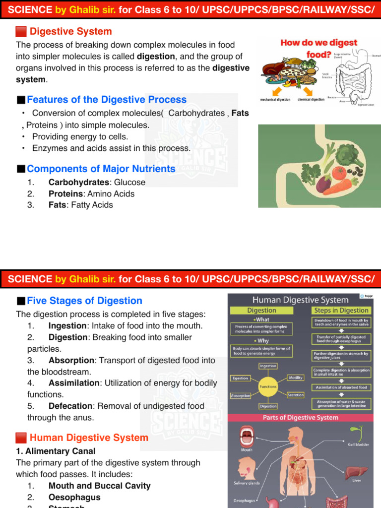 Stomach Function and Digestive Process | PDF | Digestion | Stomach