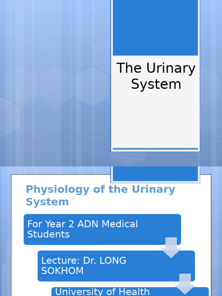 Urinary System Physiology Overview | PDF | Urinary System | Kidney