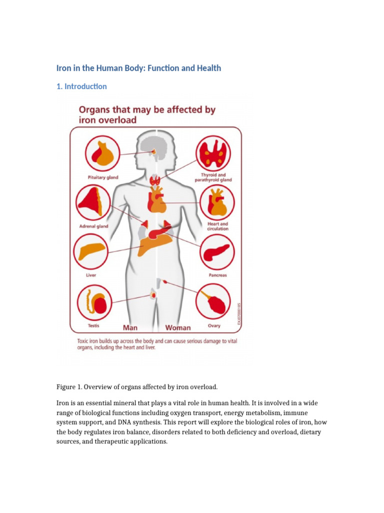 Iron in The Human Body Report Final - Oktay Korkmaz | PDF | Iron | Biology