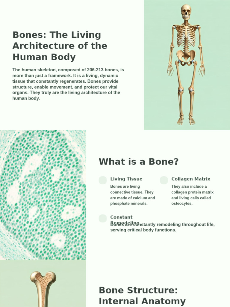 Bones-The Living Architecture of The Human Body | PDF | Bone | Anatomy