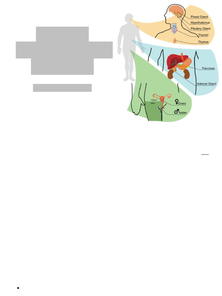 Lecture 4 Endocrine System Pdf Endocrine System Adrenal Gland