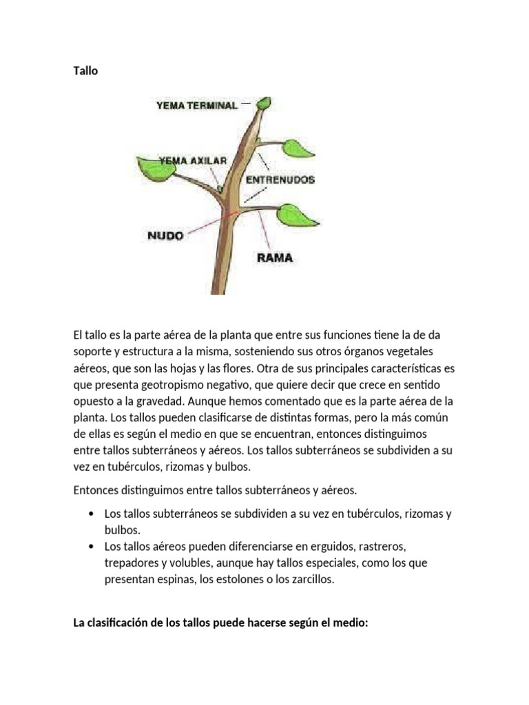 Tipos y funciones del tallo en plantas | PDF | Tallo de la planta | Plantas