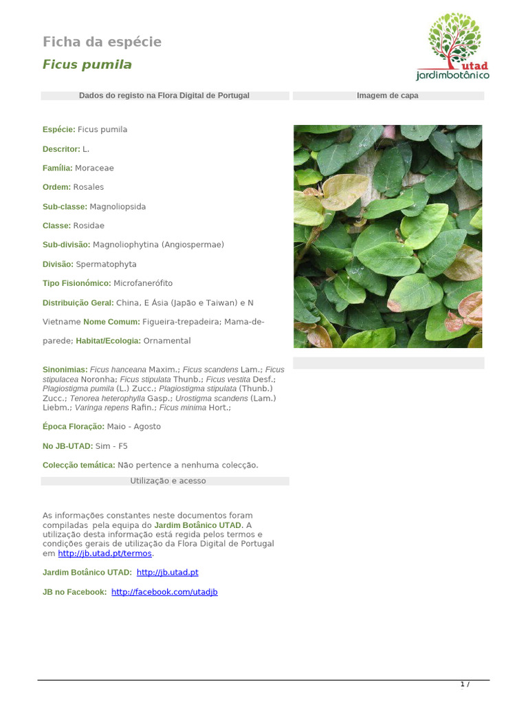 Ficha da Espécie Ficus pumila | PDF