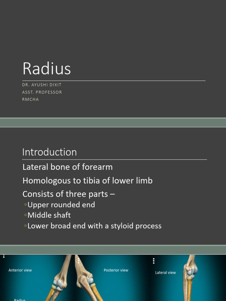 Anatomy of the Radius and Styloid Process | PDF | Thumb ...