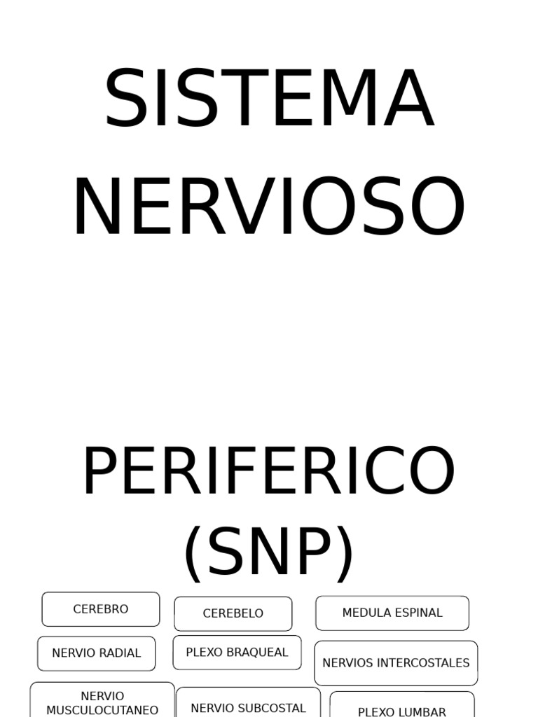 Sistema Nervioso Periferico | PDF