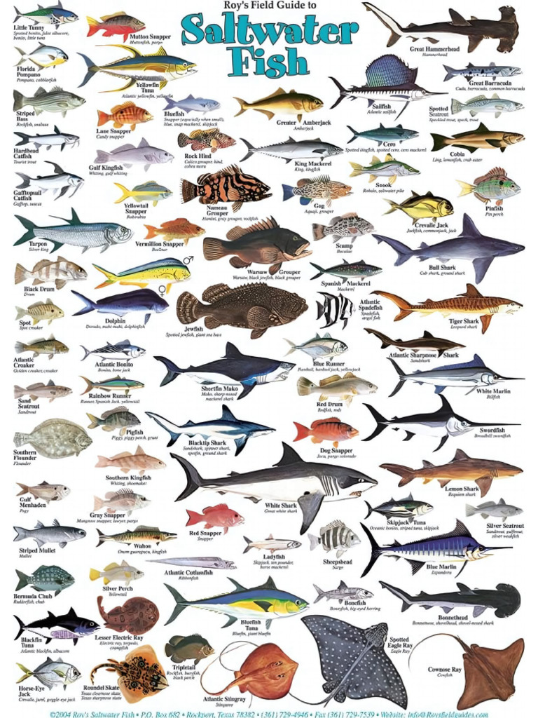 Saltwater Fish | PDF
