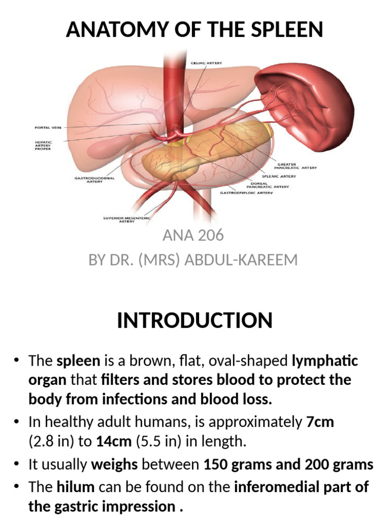 Anatomy of The Spleen | PDF | Spleen | Vein