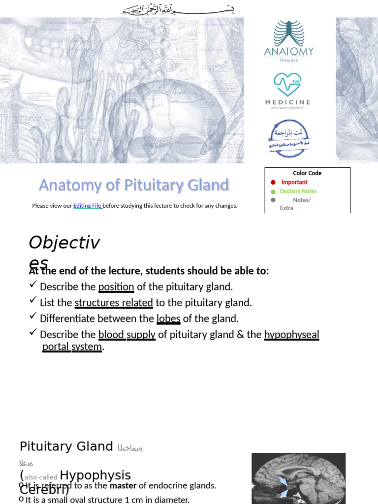 1-Anatomy of The Pituitary Gland (Updated) | PDF | Pituitary Gland ...