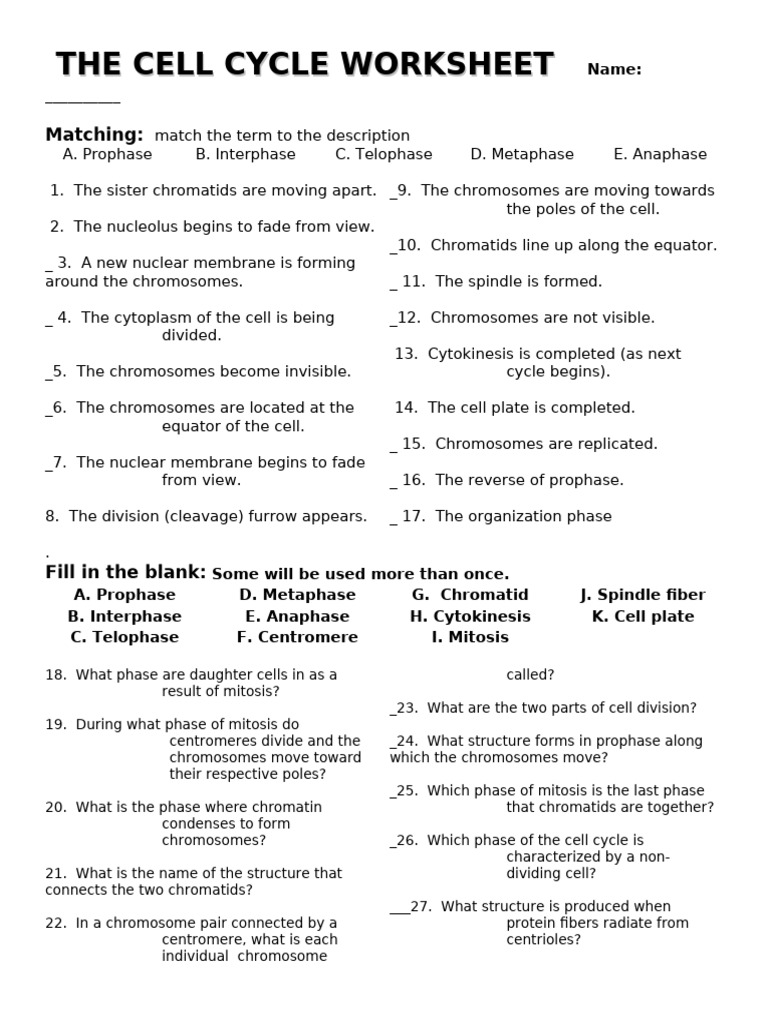 The Cell Cycle Workshee | PDF | Mitosis | Chromosome