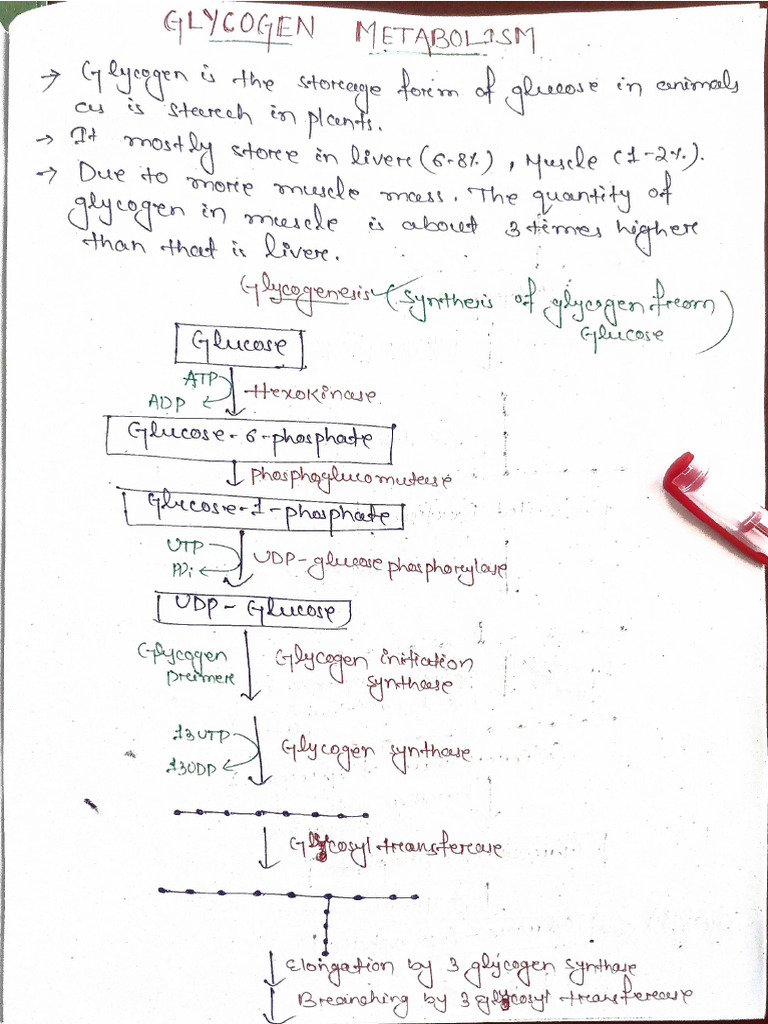 Glycogen Metabolism | PDF