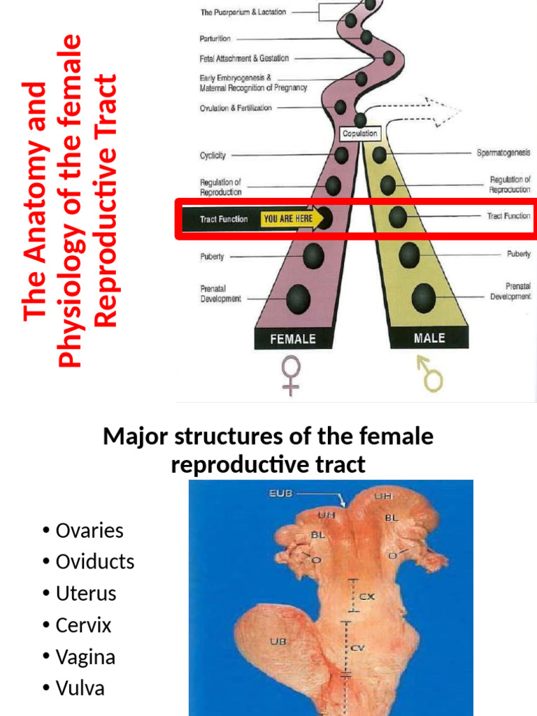 Anatomy and Physiology of The Female Reproductive Tract | PDF | Uterus ...