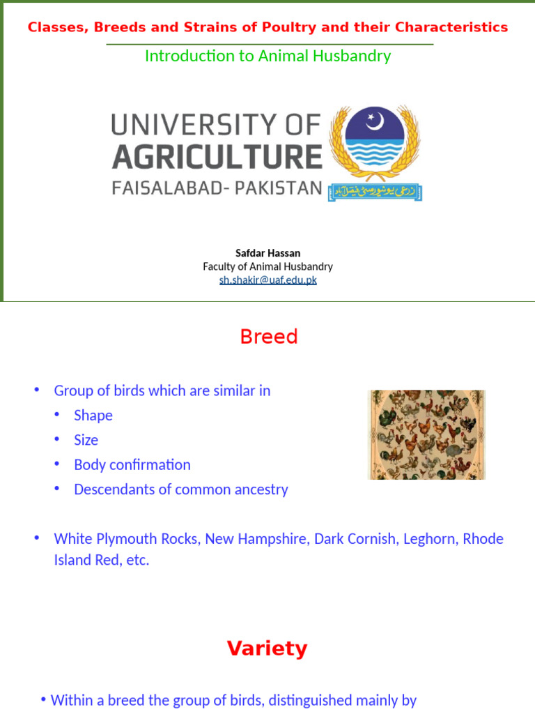 2 - Classes, Breeds and Strains of Poultry and Their Characteristics ...