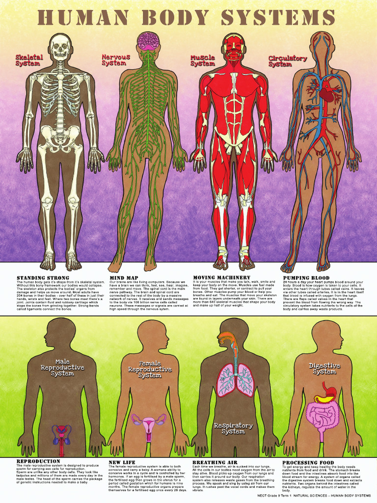 GR 9 Term 1 2019 Ns Human Body Systems | PDF