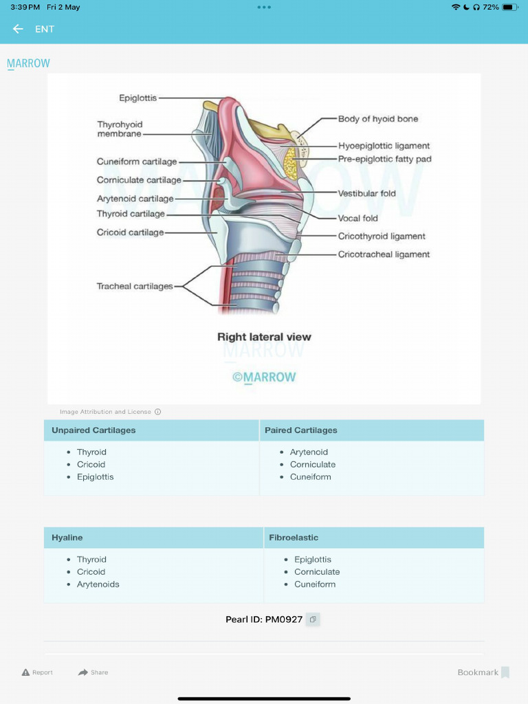 Ent Marrow Pearls 2 | PDF