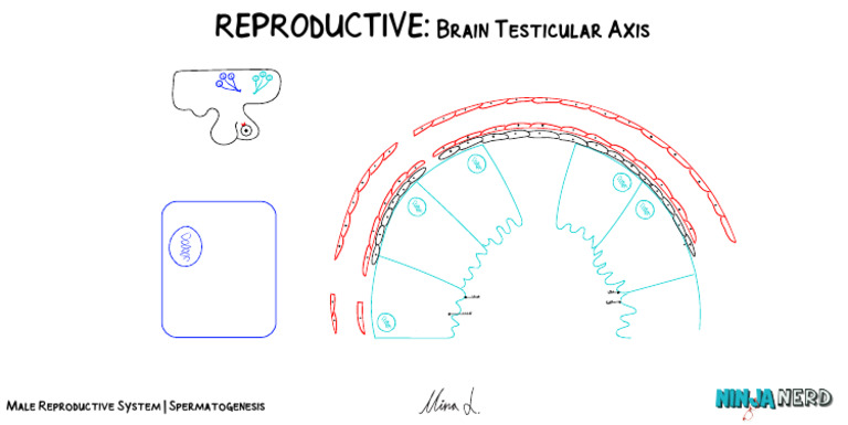 Male Reproductive System Spermatogenesis Atf | PDF