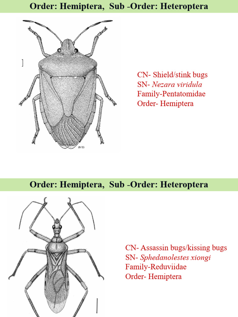 Common Hemiptera Bug Species Guide | PDF
