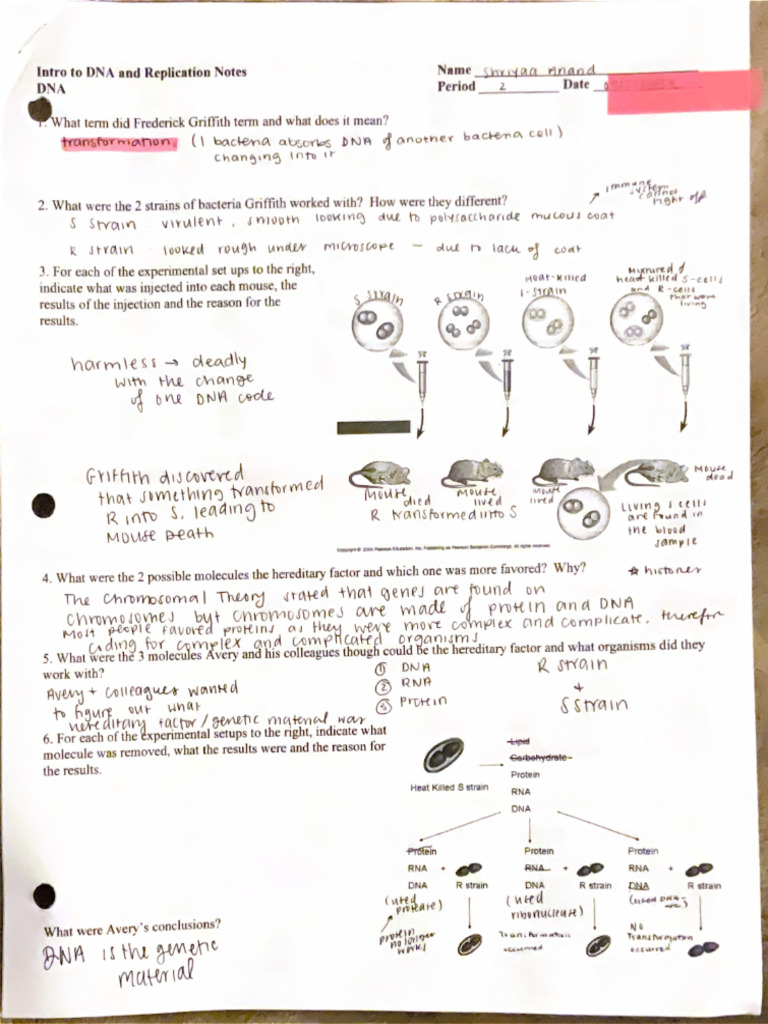 Intro To Dna and Replication Notes | PDF