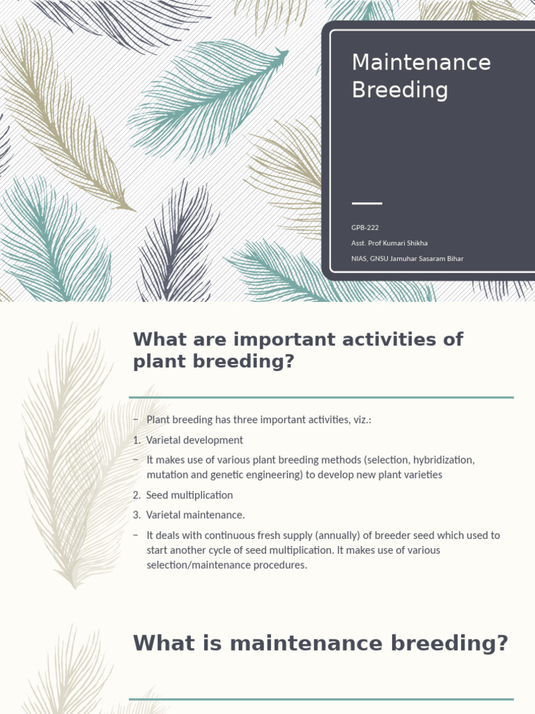 Maintenance Breeding Overview and Methods | PDF | Plant Breeding | Seed