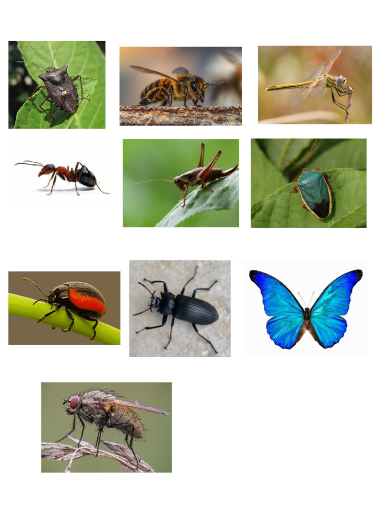 Insecto S | PDF