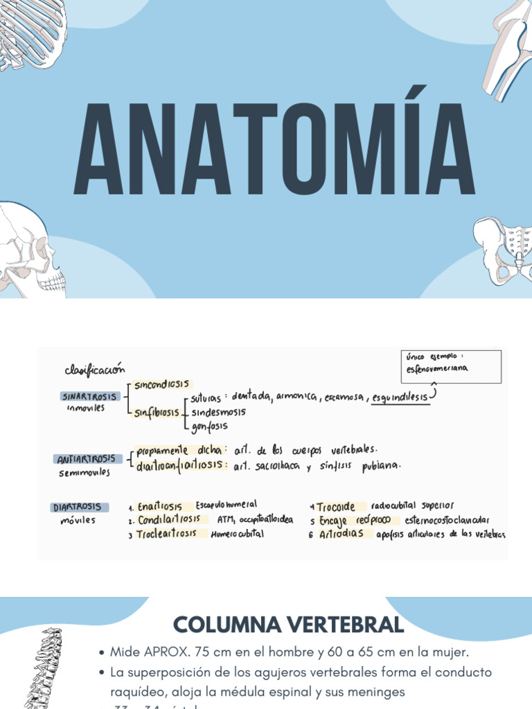 Anatomía de la Columna Vertebral y Vascularización | PDF | Vértebra ...