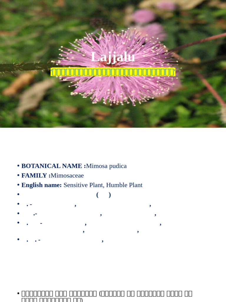 Lajjalu | PDF