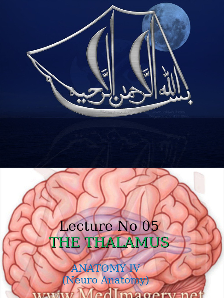 Medial Geniculate Nucleus Overview | PDF | Thalamus | Cerebrum