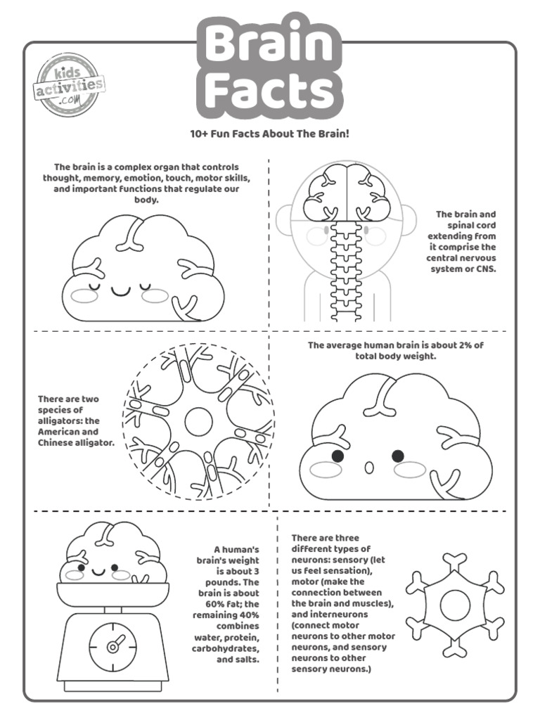 Brain Facts Printable Sheets | PDF | Brain | Central Nervous System