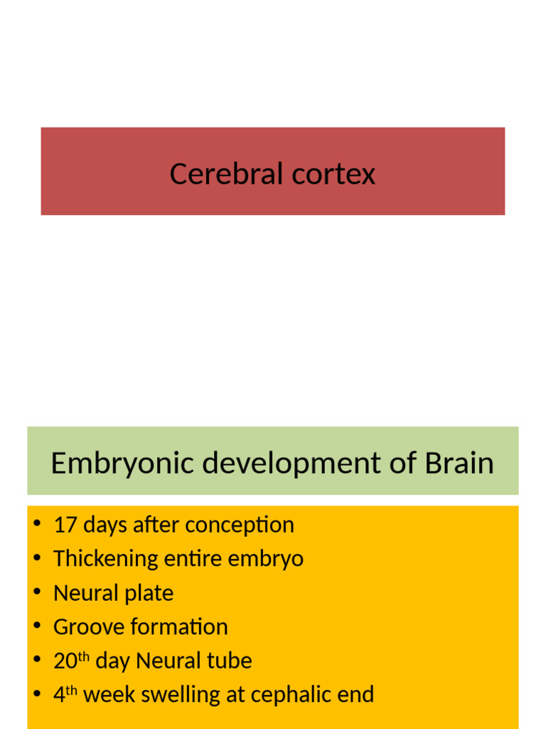 Cerebral Cortex - Presentation | PDF | Cerebral Cortex | Somatosensory ...