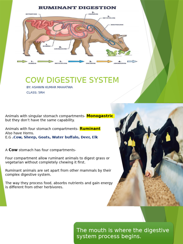 Cow Digestive System Overview | PDF | Digestion | Ruminant
