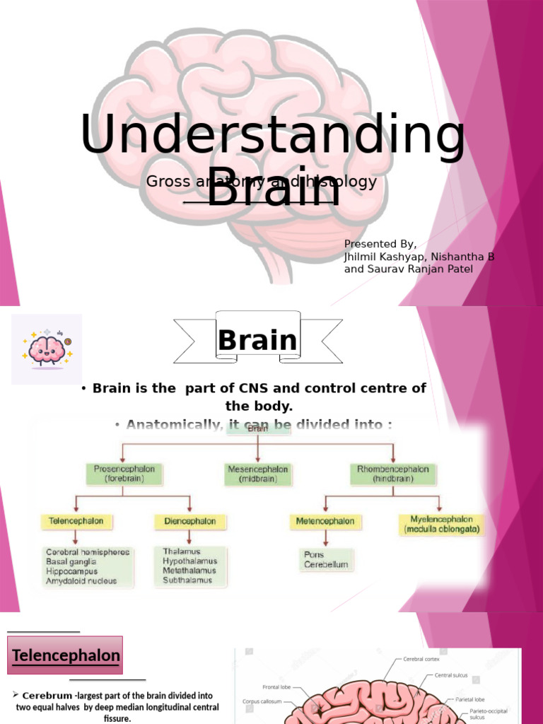 Brain Anatomy and Histology Overview | PDF | Cerebellum | Central ...