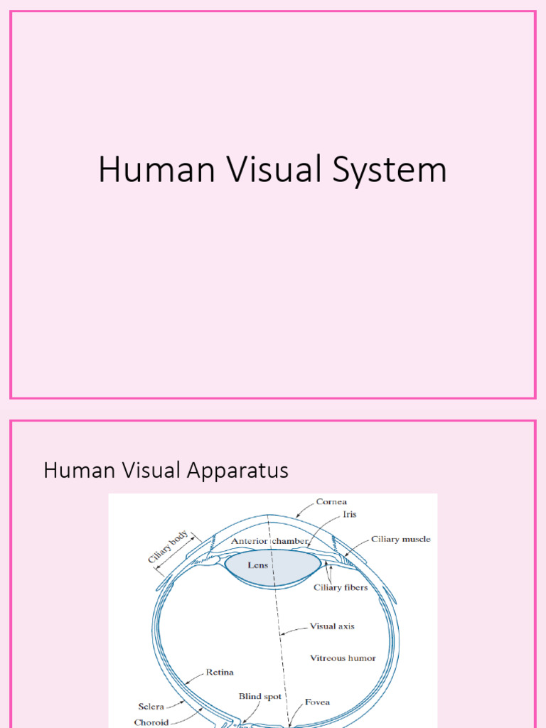Lect 3 Human Visual System Post | PDF | Eye | Retina