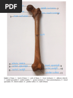 Complete List of 206 Human Bones | PDF | Vertebra | Skeletal System