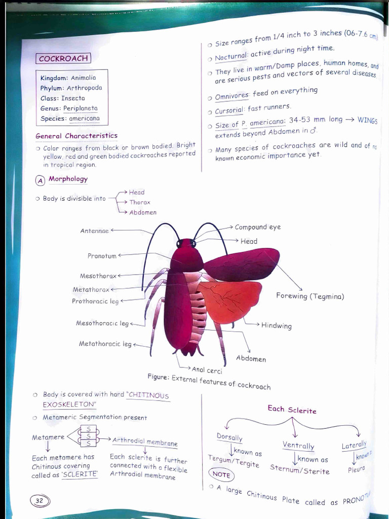 Cockroach Anatomy and Characteristics | PDF | Anatomy | Zoology