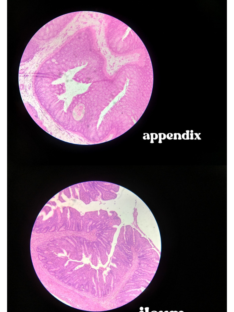 Histology Slides | PDF
