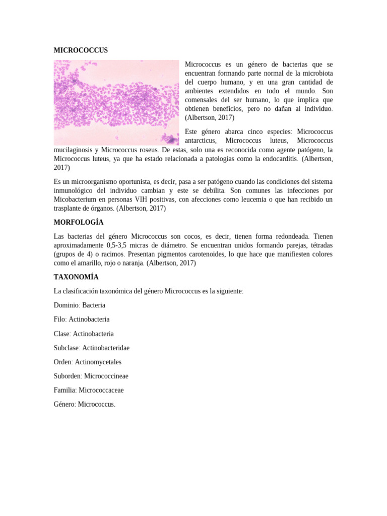 Micrococcus: Características y Tratamiento | PDF | Staphylococcus ...