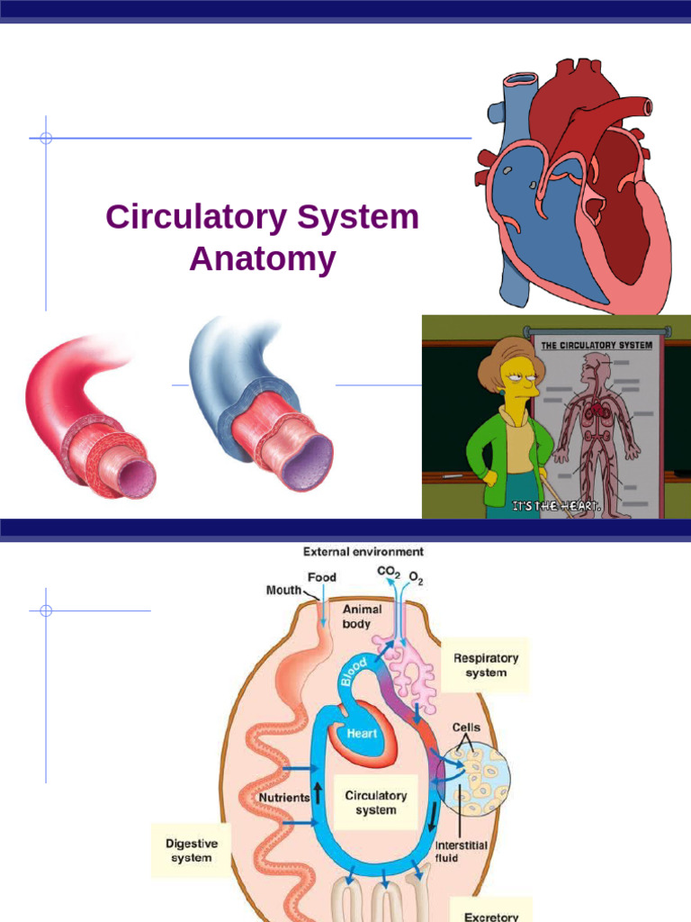 Overview of the Circulatory System | PDF | Heart Valve | Heart