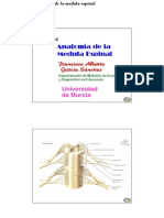 5i Anatomia Medula