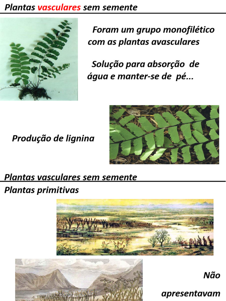 Estrutura e Evolução das Plantas Vasculares | PDF | Plantas | Biologia