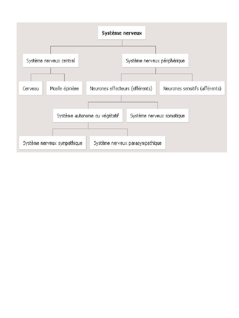 Anatomie et Fonction du Tissu Nerveux | PDF | Nerf | Synapse